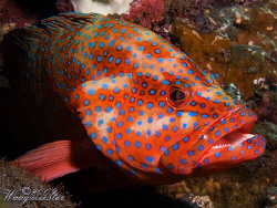 Jewel Grouper (Cephalopholis miniata) - Tulamben, Bali (C... by Marco Waagmeester 